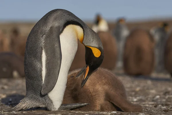 Adult King Penguin Aptenodytes Patagonicus Preening Its Nearly Fully Grown — Stock Photo, Image