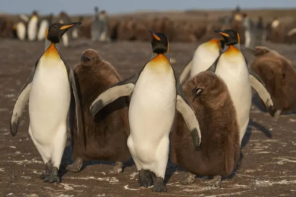 Pinguim Rei Adulto Aptenodytes Patagonicus Interagindo Com Pintainhos Quase Totalmente — Fotografia de Stock