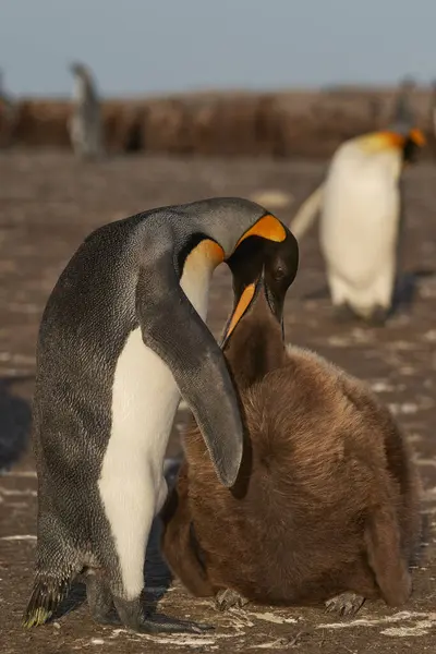 Adult King Penguin Aptenodytes Patagonicus Feeding Nearly Fully Grown Hungry — Stock Photo, Image