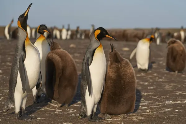Adult King Penguin Aptenodytes Patagonicus Interacting Nearly Fully Grown Hungry — Stock Photo, Image