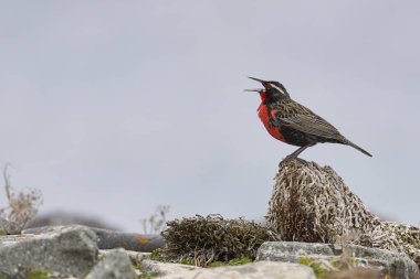 Falkland Adaları 'ndaki Bleaker Adası' nda uzun kuyruklu Meadowlark (Sturnella loyca falklandica) bir kayaya tünemiştir.