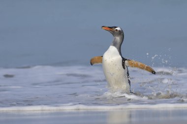 Gentoo denizin üzerine geniş bir kumsalı Bleaker Adası Falkland Adaları'nda çıkan penguen (Pygoscelis papua).