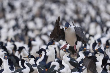 İmparatorluk Shag (Phalacrocorax atriceps albiventer) Falkland Adaları 'ndaki Bleaker Adası' nda büyük bir koloniye iniyor.