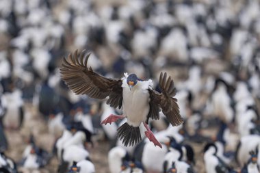 İmparatorluk Shag (Phalacrocorax atriceps albiventer) Falkland Adaları 'ndaki Bleaker Adası' nda büyük bir koloniye iniyor.
