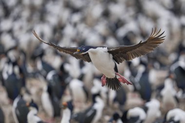 İmparatorluk Shag (Phalacrocorax atriceps albiventer) Falkland Adaları 'ndaki Bleaker Adası' nda büyük bir koloniye iniyor.