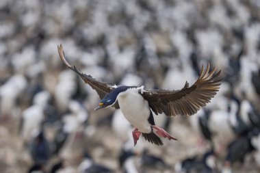 İmparatorluk Shag (Phalacrocorax atriceps albiventer) Falkland Adaları 'ndaki Bleaker Adası' nda büyük bir koloniye iniyor.