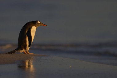 Gentoo Penguen (Pygoscelis papua) Falkland Adaları 'ndaki Bleaker Adası' ndaki kolonilerinde bir gece geçirdikten sonra yiyecek bulmak için denize açılır..