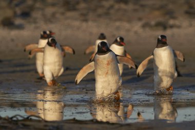 Gentoo Penguen (Pygoscelis papua) Falkland Adaları 'ndaki Bleaker Adası' ndaki denize giden sığ bir su havuzunda yürüyor..