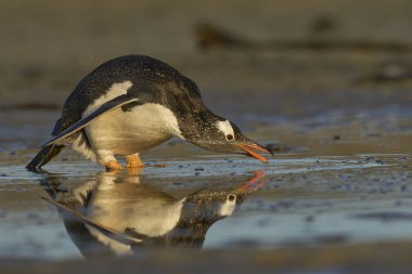 Gentoo Penguen (Pygoscelis papua) Falkland Adaları 'ndaki Bleaker Adası' ndaki bir plajda su havuzundan su içmektedir..