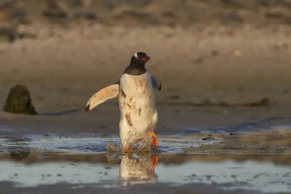 Gentoo Penguin Pygoscelis Papua Walking Shallow Pool Water Way Sea — Stock Photo, Image