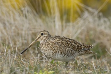 Macellan Snipe (Gallinago paraguaiae magellanica) Falkland Adaları 'ndaki Bleaker Adası' ndaki çimenli bir çayırda yiyecek arıyor..