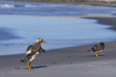 Falkland Steamer Duck (Tachyeres brachypterus) bir kumsalı deniz aslanı Adası Falkland Adaları'nda.