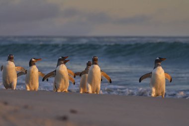 Gentoo Penguen (Pygoscelis papua) Falkland Adaları 'ndaki Deniz Aslanı Adası' ndaki kumlu bir sahilden sabahın erken saatlerinde denize açılır..
