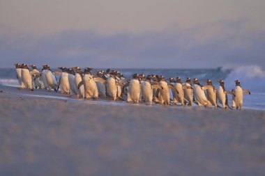 Gentoo Penguen (Pygoscelis papua) Falkland Adaları 'ndaki Deniz Aslanı Adası' ndaki kumlu bir sahilden sabahın erken saatlerinde denize açılır..