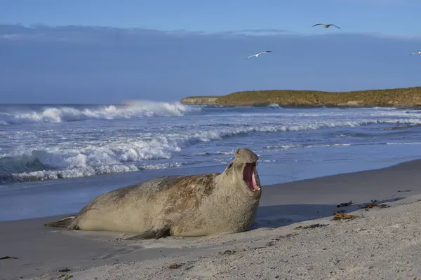 Male Southern Elephant Seal (Mirounga leonina) makes its presence known by roaring on Sea Lion Island in the Falkland Islands.