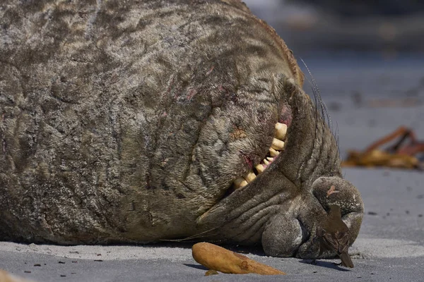 Male Southern Elephant Seal (Mirounga leonina) shows its annoyance at being pestered Tussacbird (Cinclodes antarcticus antarcticus) on Sea Lion Island in the Falkland Islands.