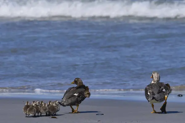 Falkland Steamer Duck Tachyeres Brachypterus Brood Recently Hatched Chicks Sea — 图库照片