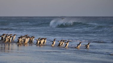 Gentoo Penguen (Pygoscelis papua) Falkland Adaları 'ndaki Deniz Aslanı Adası' ndaki kumlu bir sahilden sabahın erken saatlerinde denize açılır..