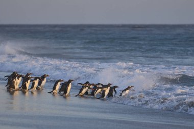 Gentoo Penguen (Pygoscelis papua) Falkland Adaları 'ndaki Deniz Aslanı Adası' ndaki kumlu bir sahilden sabahın erken saatlerinde denize açılır..