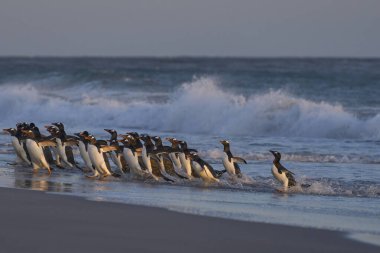 Gentoo Penguen (Pygoscelis papua) Falkland Adaları 'ndaki Deniz Aslanı Adası' ndaki yırtıcıların korkusuyla denizden aceleyle çıkar..