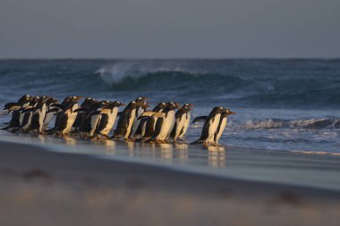 Gentoo Penguen (Pygoscelis papua) Falkland Adaları 'ndaki Deniz Aslanı Adası' ndaki kumlu bir sahilden sabahın erken saatlerinde denize açılır..
