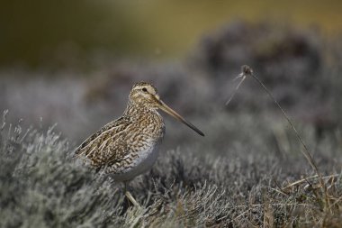 Falkland Adaları 'ndaki Deniz Aslanı Adası' ndaki çimenli bir çayır üzerinde Macellan Snipe (Gallinago paraguaiae magellanica).
