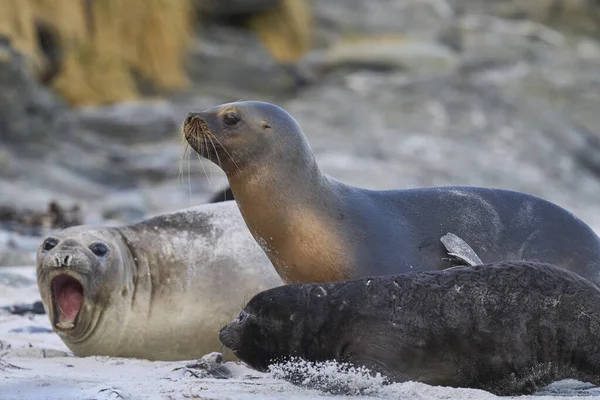 Southern Sea Lion Otaria Flavescens Trying Abduct Southern Elephant Seal — Stock Photo, Image