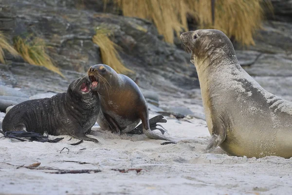 Southern Sea Lion Otaria Flavescens Trying Abduct Southern Elephant Seal — Stock Photo, Image