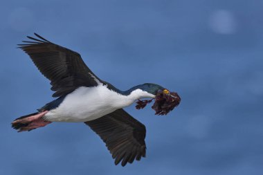 Falkland Adaları 'ndaki Deniz Aslanı Adası' nda yuva malzemesi olarak kullanılacak bitki örtüsünü taşıyan uçuşta Imperial Shag (Phalacrocorax atriceps albiventer)