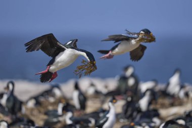 İmparatorluk Shag (Phalacrocorax atriceps albiventer) Falkland Adaları 'ndaki Deniz Aslanı Adası' na yuva malzemesi olarak kullanılacak bitki örtüsü ile iniş yapar.