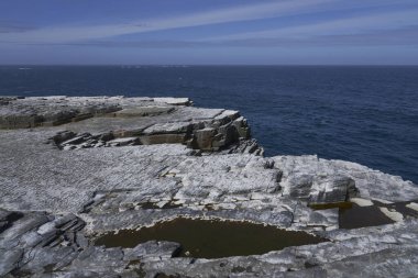 Falkland Adaları 'ndaki Sealion Adası' nda terk edilmiş uçurumun tepesindeki Imperial Shag (Phalacrocorax atriceps albiventer) yuvası.
