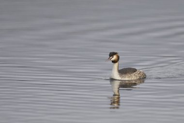 Somerset, İngiltere 'deki Westhay Moor' da Somerset Düzey 'de bir göl üzerindeki Great Crested Grebe (Podiceps kristali).