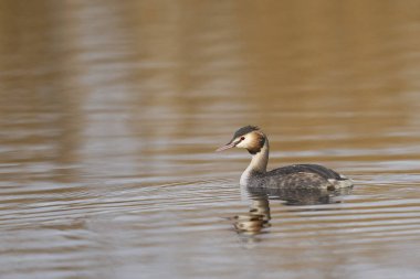 Somerset, İngiltere 'deki Westhay Moor' da Somerset Düzey 'de bir göl üzerindeki Great Crested Grebe (Podiceps kristali).