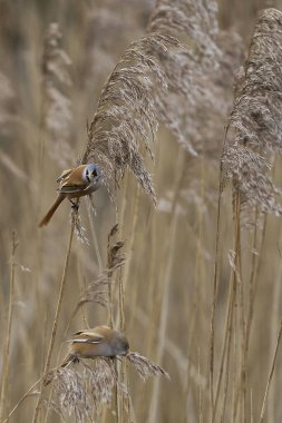 Male Bearded Tit (Panurus biarmicus) feeding on seeds in a reedbed at Westhay Moor nature reserve on the Somerset Levels in the United Kingdom