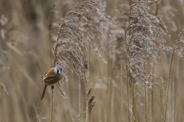 Male Bearded Tit (Panurus biarmicus) feeding on seeds in a reedbed at Westhay Moor nature reserve on the Somerset Levels in the United Kingdom