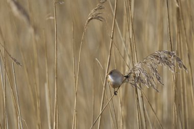 Female Bearded Tit (Panurus biarmicus) feeding on seeds in a reedbed at Westhay Moor nature reserve on the Somerset Levels in the United Kingdom