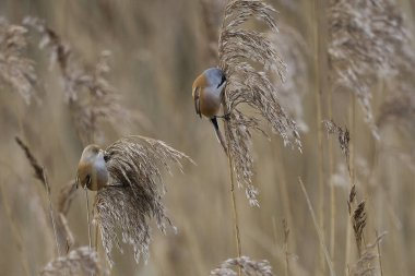Pair of Bearded Tit (Panurus biarmicus) feeding on seeds in a reedbed at Westhay Moor nature reserve on the Somerset Levels in the United Kingdom