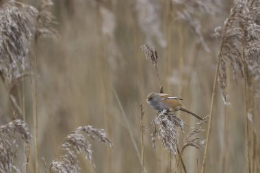 Female Bearded Tit (Panurus biarmicus) feeding on seeds in a reedbed at Westhay Moor nature reserve on the Somerset Levels in the United Kingdom
