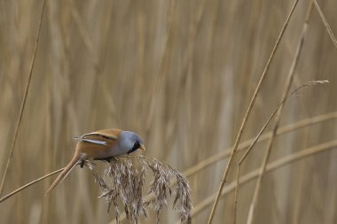 Male Bearded Tit (Panurus biarmicus) feeding on seeds in a reedbed at Westhay Moor nature reserve on the Somerset Levels in the United Kingdom