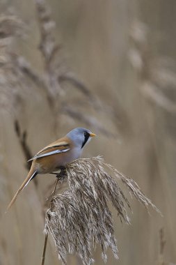 Male Bearded Tit (Panurus biarmicus) feeding on seeds in a seedbed at Westhay Moor nature reserve on the Somerset Levels in the United Kingdom
