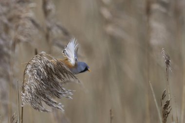 Male Bearded Tit (Panurus biarmicus) in flight reedbed at Westhay Moor nature reserve on the Somerset Levels in the United Kingdom