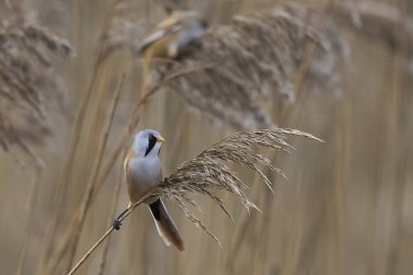 Male Bearded Tit (Panurus biarmicus) feeding on seeds in a reedbed at Westhay Moor nature reserve on the Somerset Levels in the United Kingdom
