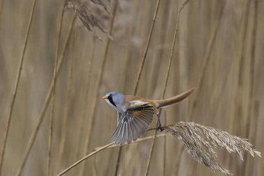 Male Bearded Tit (Panurus biarmicus) in flight reedbed at Westhay Moor nature reserve on the Somerset Levels in the United Kingdom