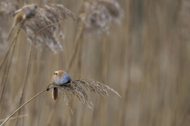 Male Bearded Tit (Panurus biarmicus) feeding on seeds in a reedbed at Westhay Moor nature reserve on the Somerset Levels in the United Kingdom