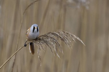 Male Bearded Tit (Panurus biarmicus) feeding on seeds in a reedbed at Westhay Moor nature reserve on the Somerset Levels in the United Kingdom