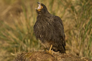 Falkland Adaları 'ndaki Caracara (Phalcoboenus australis) Carcass Adası' ndan çağrı.