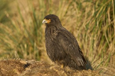 Falkland Adaları 'ndaki Carcass Adası' ndaki çimenli bir tepenin üzerinde duran çizgili Caracara (Phalcoboenus australis).
