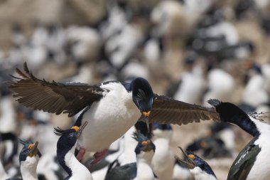 İmparatorluk Shag (Phalacrocorax atriceps albiventer) Falkland Adaları 'ndaki Carcass Adası' nda karaya çıkar.
