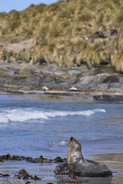 Leão Mar Sul Otaria Flavescens Sequestrando Filhote Foca Elefante Sul — Fotografia de Stock