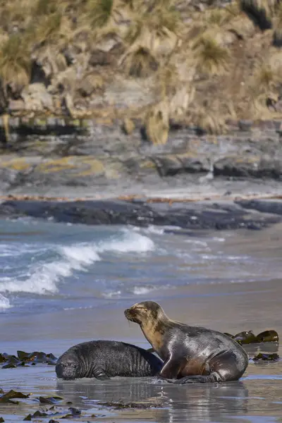 Southern Sea Lion Otaria Flavescens Abducting Southern Elephant Seal Pup — Stock Photo, Image